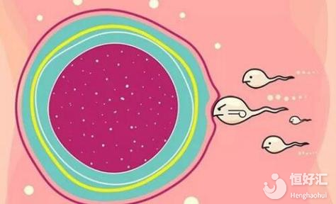 高齡女性想懷孕沒有優勢卵泡，該怎么辦？